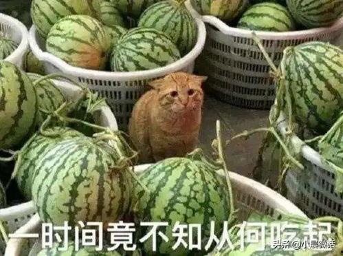 最新吃瓜模式,揭秘明星背后的惊人真相！