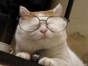 快手网红猫猫出生地方,快手网红猫猫的出生地之谜