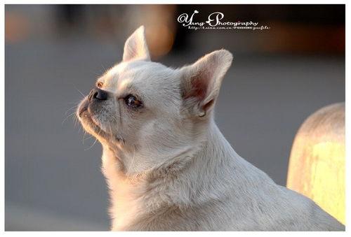 狗狗明星,忠诚与魅力的完美结合