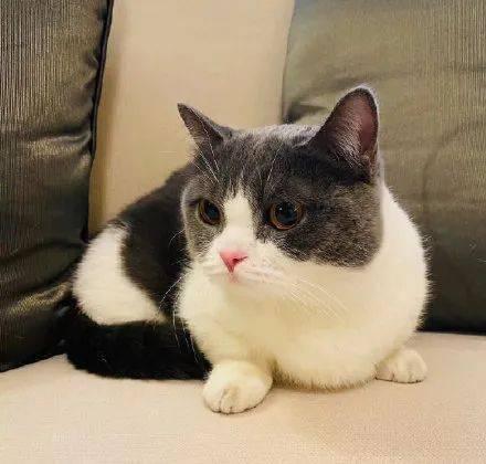 明星家的猫,明星家的萌宠猫咪大盘点